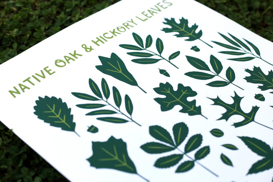Oak & Hickory Leaves - Handmade Print